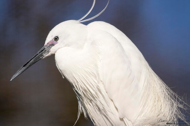 Photo close-up of snowy egret