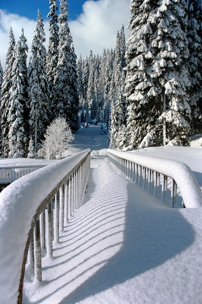 Foto primo piano sul paesaggio innevato nella foresta invernale