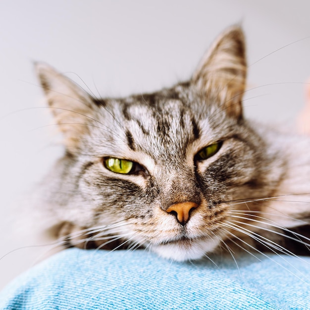 Close-up snuit van grappige grijze kat, met gesloten schuine groene ogen, slaapt