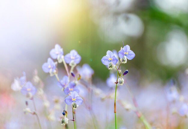 ソフトフォーカスを閉じます小さなピンクの花の背景色とりどりの花の素晴らしい眺めMurd