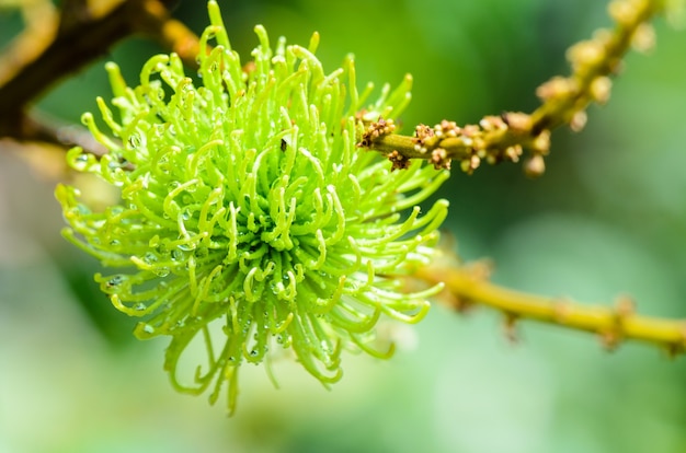 Chiudere la frutta morbida di rambutan sull'albero dopo che la pioggia si ferma è pura naturale