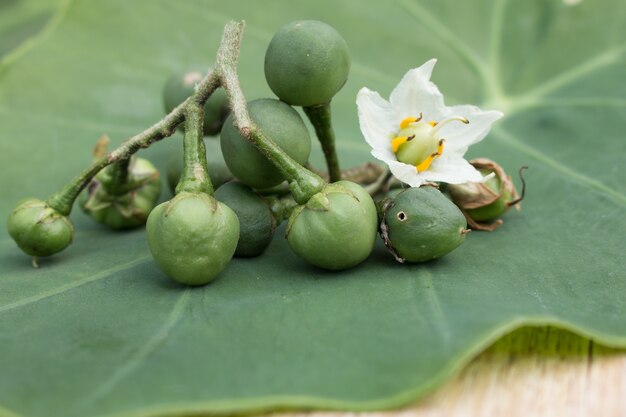 Close up of Solanum Torvum