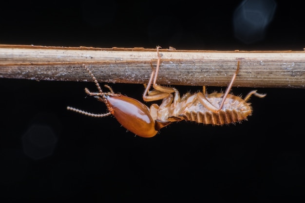 Close up Soldier Termite on branch