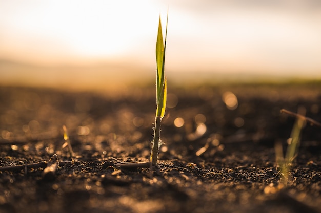 Close-up of solitary sprout on dry ground in warm light behind a setting sun