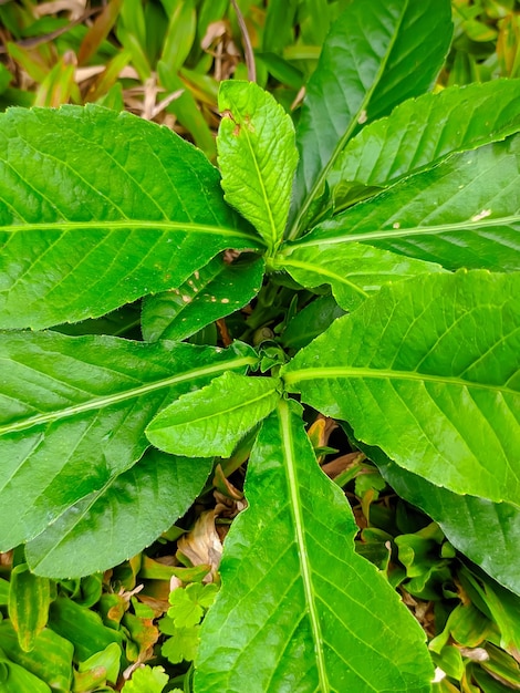 Close up of some beautiful green leaves