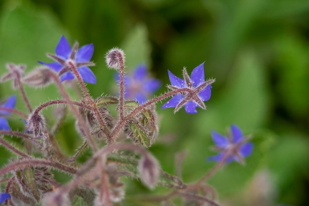 A close up of some blue flowers with the word " wild " on the bottom