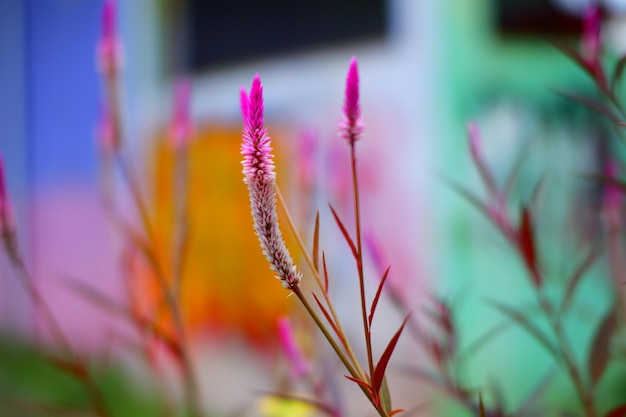 A close up of some flowers with the word " on it "