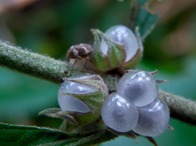 A close up of some grapes on a stem