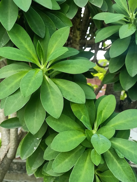 A close up of some green leaves on an oleander spurge tree