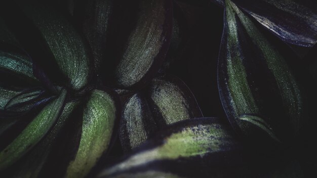 A close up of some green plant leaves background