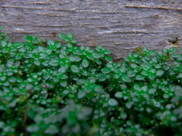 A close up of some green plants on a piece of wood