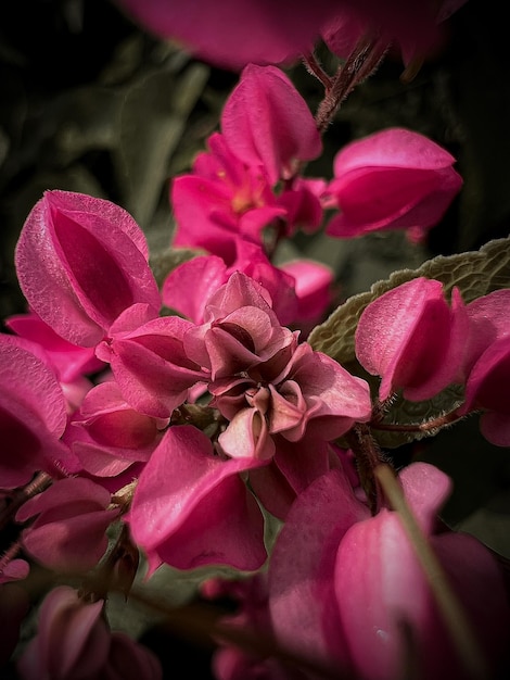 A close up of some pink flowers