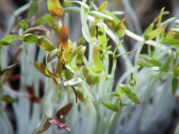 紫と緑の葉を持ついくつかの植物のクローズアップ