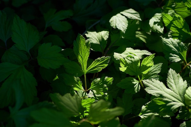 太陽が輝いているいくつかの植物のクローズ アップ