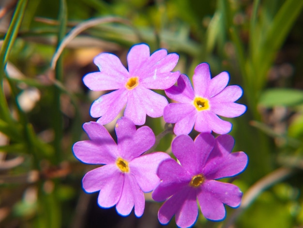 1 つの黄色と 1 つの紫を持ついくつかの紫色の花の接写