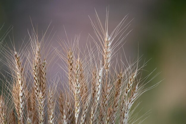 A close up of some wheat with the word wheat on it