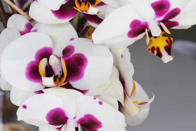 A close up of some white and purple orchids