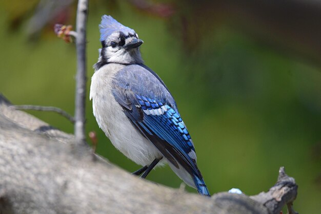 Photo close-up of songbird perching on branch