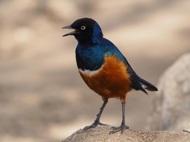 岩の上に座っている歌う鳥のクローズアップ
