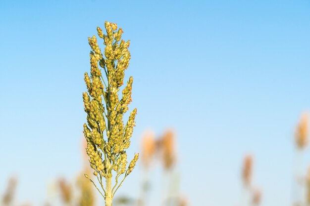 Foto chiuda sul sorgo nel cielo blu dell'agente campestre