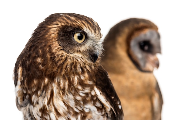 Close-up of a Southern boobook (Ninox boobook) and an Ashy-faced owl (Tyto glaucops) in front of a white background