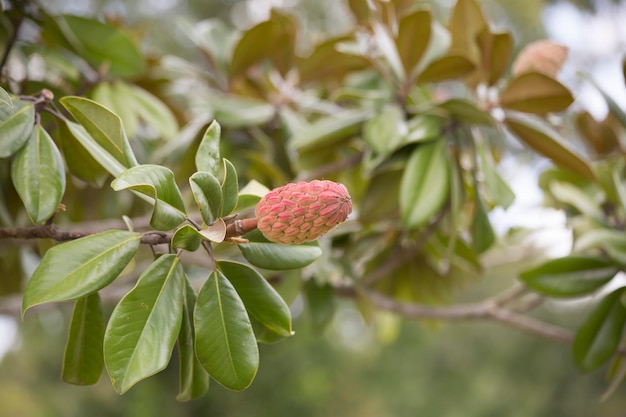 Photo close up of southern magnolia tree fruit and leaves