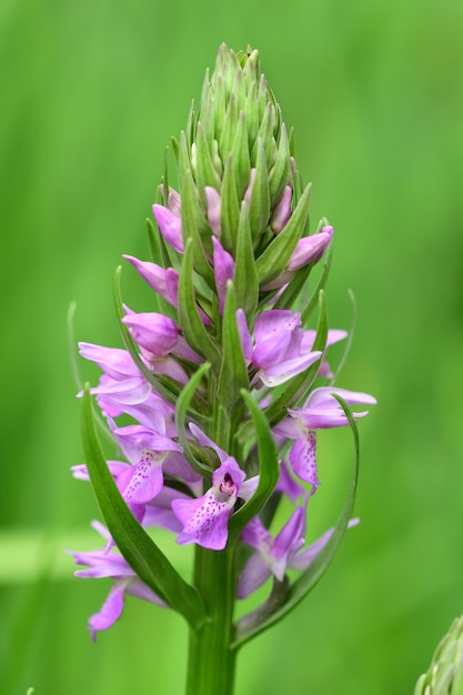 Foto un primo piano di un'orchidea delle paludi meridionali in fiore