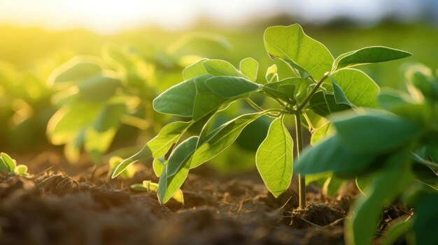 Foto prossimo piano della soia nel campo