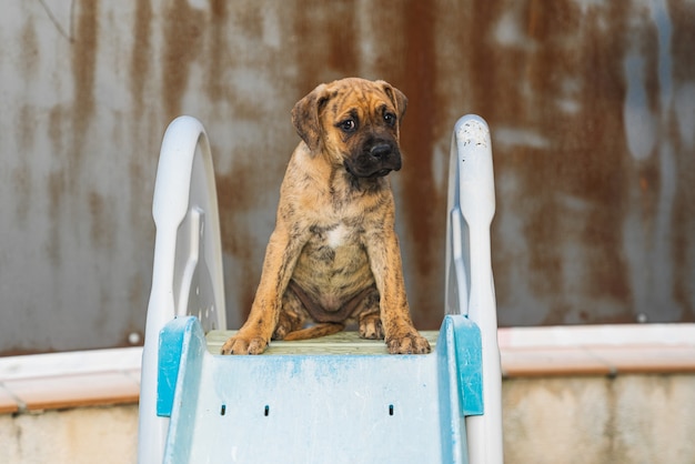 スイミングプールの飛び込み台に座っているスペインのアラノ子犬のクローズアップ