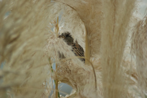 Foto close-up di un passero che si nasconde tra le piante