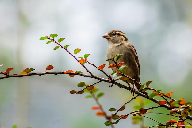 枝 に 座っ て いる 鳥 の クローズアップ