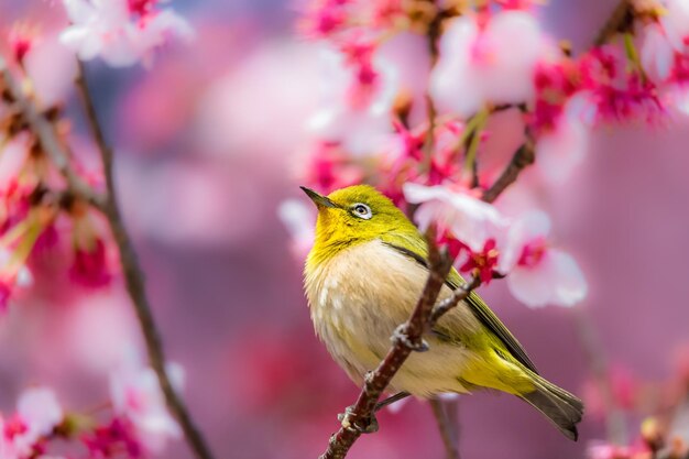 Photo close-up of sparrow perching on pink flower