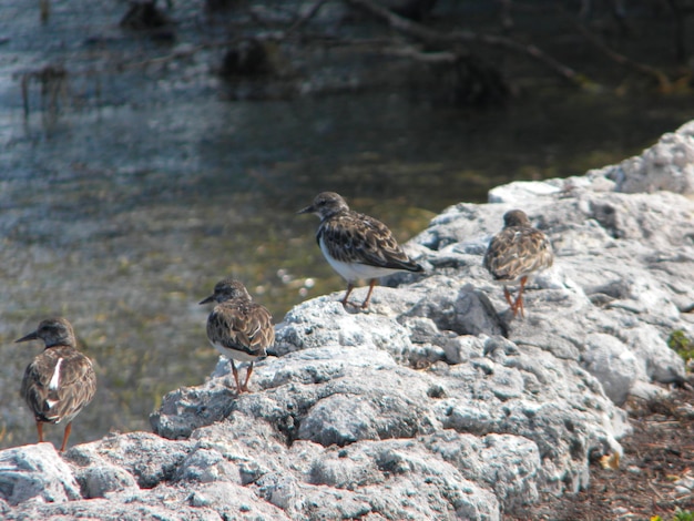 Photo close-up of sparrow perching on rock