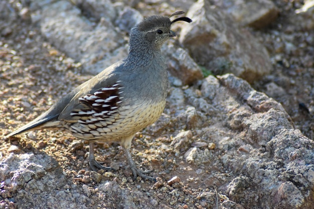 Close-up of sparrow perching on rock