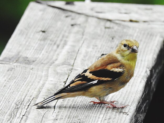 Close-up of sparrow perching on wood