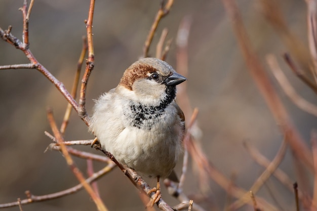 Close up on sparrow siting on a branch