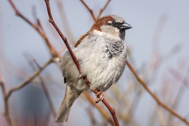 Close up on sparrow sitting on a branch