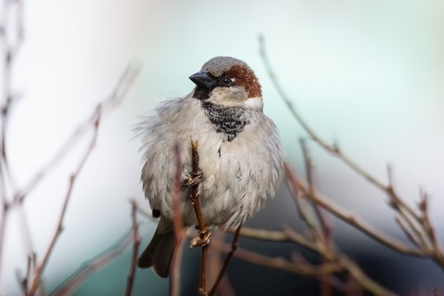 Close up on sparrow sitting on a branch