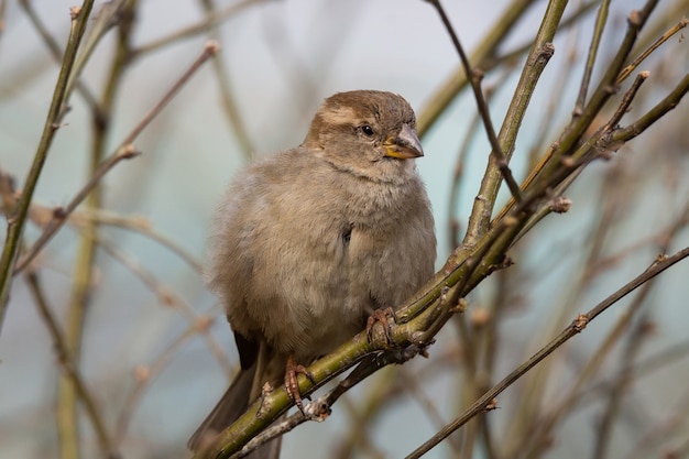 Close up on sparrow sitting on a branch