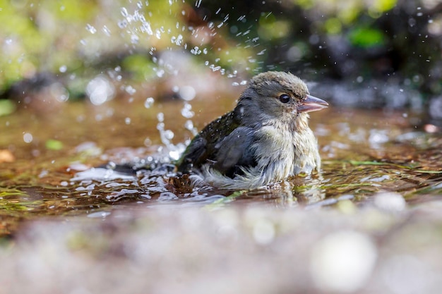 Близкий план воробья в воде