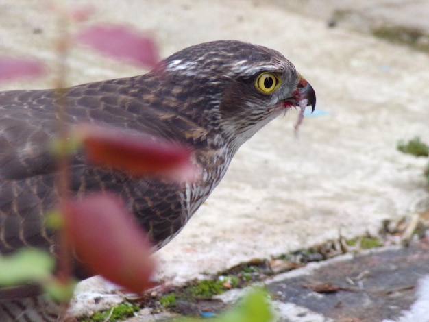 Photo close-up of sparrowhawk