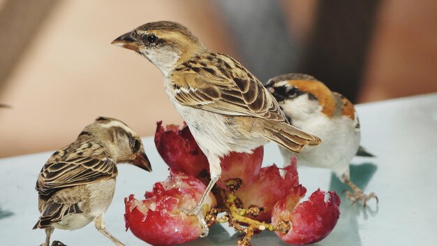 Photo close-up of sparrows eating fruit