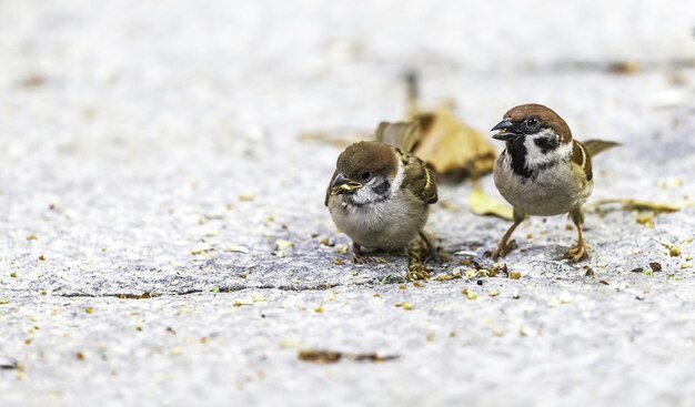 Photo close-up of sparrows