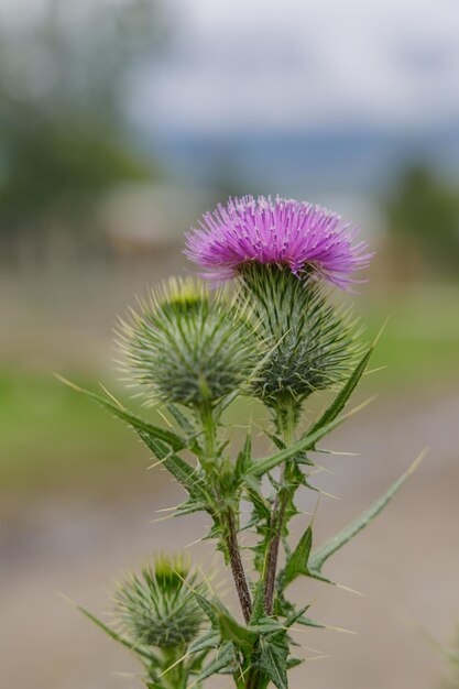 스피어 디슬 (Spear Thistle), 불 디슬 (Bull Thistle) 또는 일반 디슬 (Circium vulgare) 의 근접 사진