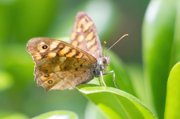 Close up of the Speckled wood or butterfly of the walls  on a green background. Pararge aegeria