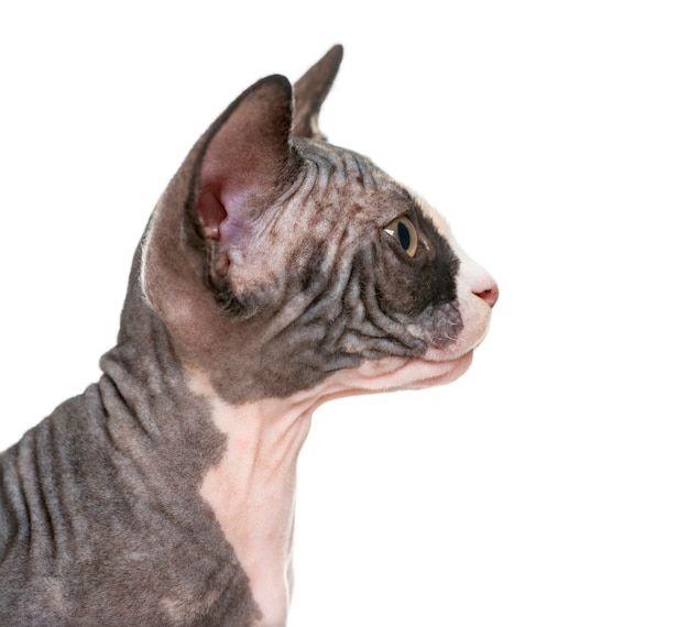 흰색 절연 Sphynx 새끼 고양이 프로필의 클로즈업