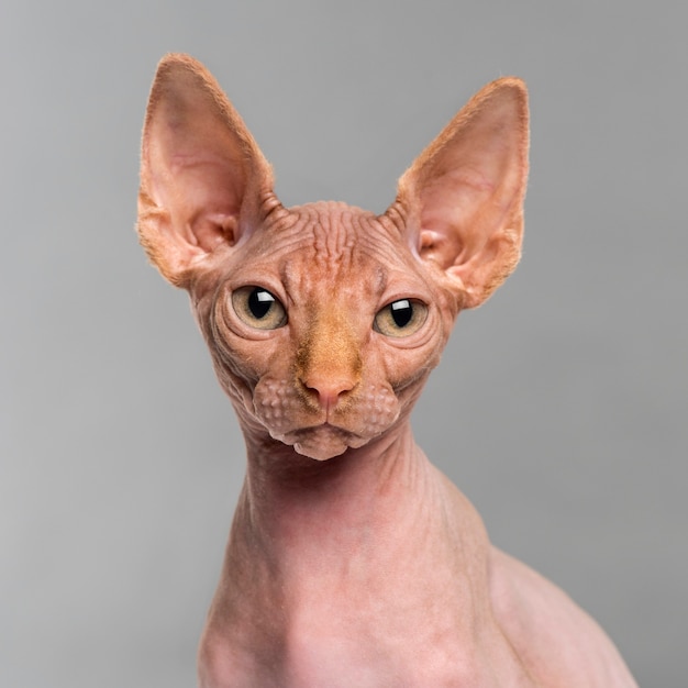 Close-up of a Sphynx looking at the camera on grey