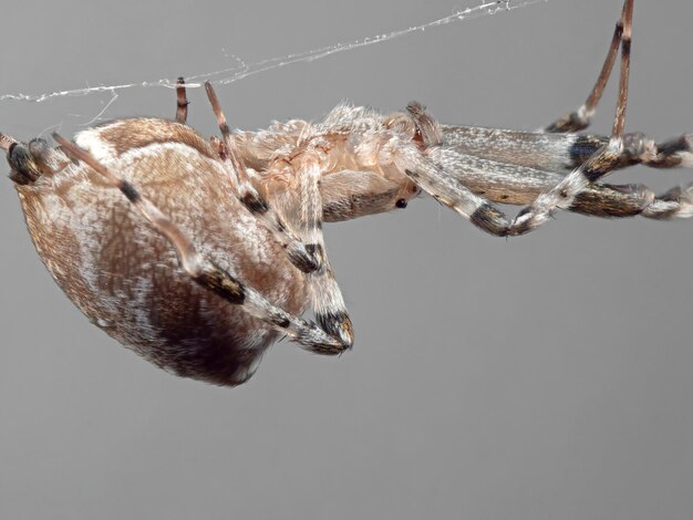 Foto close-up di un ragno sullo sfondo grigio