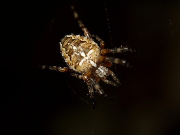 Photo close-up of spider on black background