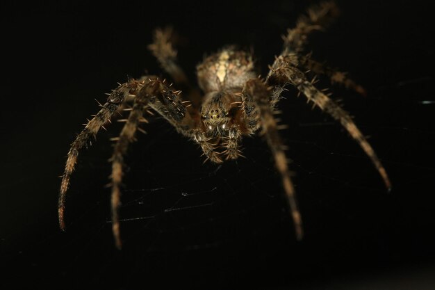 Photo close-up of spider on black background